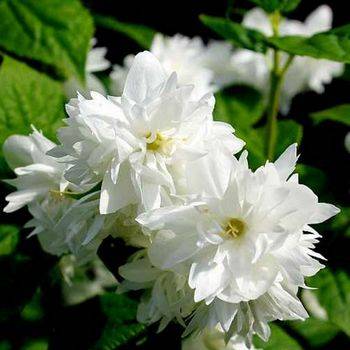 Чубушник ‘Rosace’ (Philadelphus ‘Rosace’)