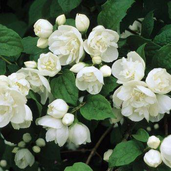 Чубушник ‘Virginal’ (Philadelphus ‘Virginal’)