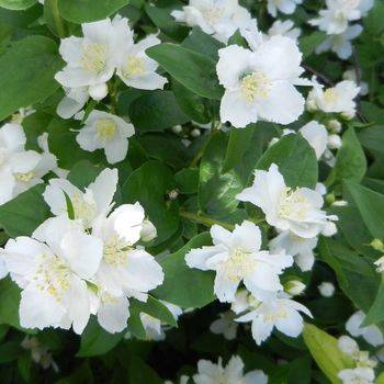 Чубушник венечный (Philadelphus coronarius)