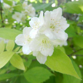 Чубушник венечный ‘Aureus’ (Philadelphus coronarius ‘Aureus’)