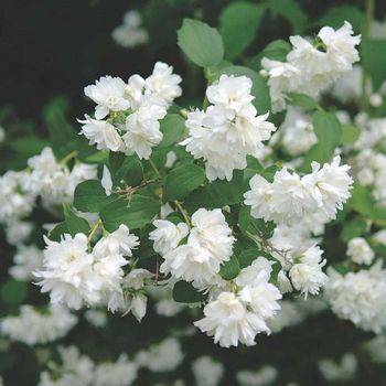 Чубушник венечный ‘Schneesturm’ (Philadelphus coronarius ‘Schneesturm’)