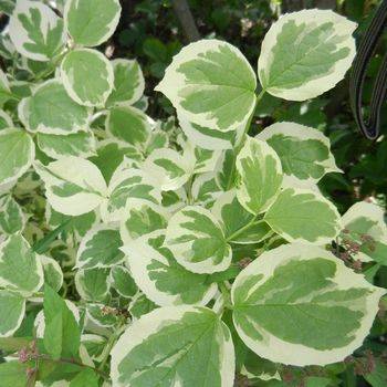 Чубушник венечный ‘Variegatus’ (Philadelphus coronarius ‘Variegatus’)