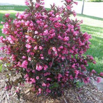 Вейгела цветущая ‘Minor Black’ Weigela florida ‘Minor Black’