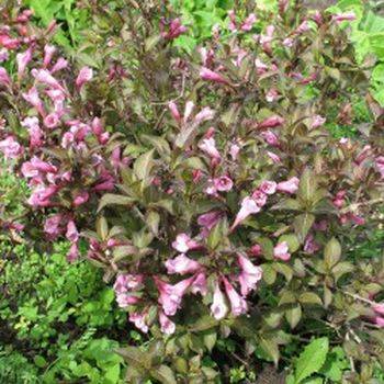 Вейгела цветущая ‘Foliis Purpureis’ Weigela florida ‘Foliis Purpureis’