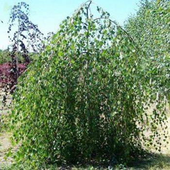 Береза плакучая Youngii (Betula pendula Youngii)