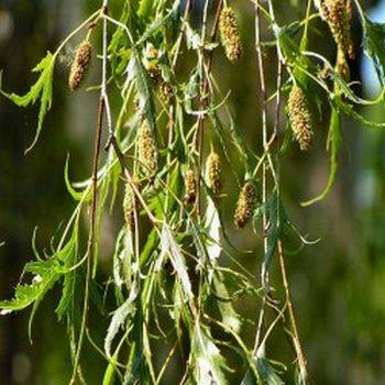 Береза плакучая Lacinata (Betula pendula Lacinata)