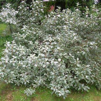 Лох серебристый (Elaeagnus commutata)