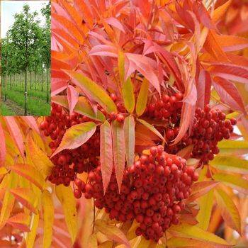 Рябина смешанная Dodong (Sorbus Dodong)