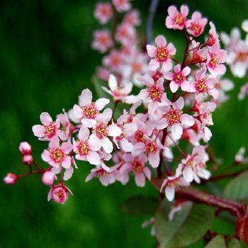 Черемуха обыкновенная Colorata (Prunus padus Colorata)