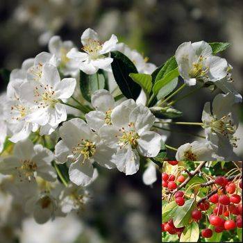 Яблоня Sargentii (Malus Sargentii)