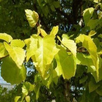 Береза пушистая Aurea (Betula pubescens Aurea)