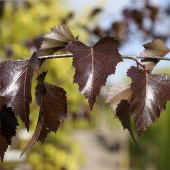 Береза плакучая Purpurea (Betula pendula Purpurea)