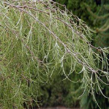 Береза плакучая TROST’S DWARF (Betula pendula TROST’S DWARF)