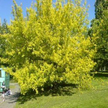 Клен ясенелистный ‘Odessanum’ (Acer negundo Odessanum)