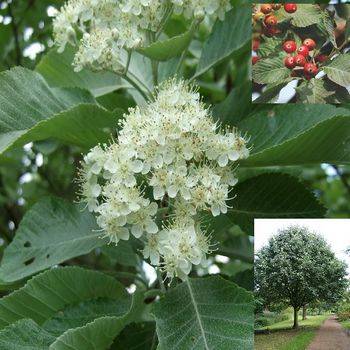 Рябина круглолистная Lutescens (Sorbus aria Lutescens)