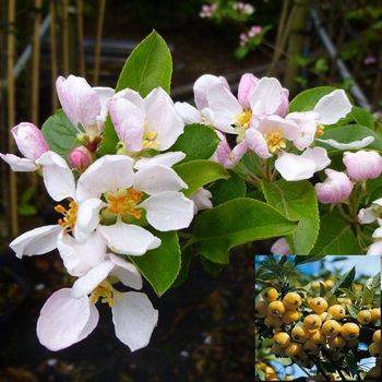 Яблоня Yellow Siberian (Malus Yellow Siberian)