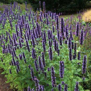 Агастахе (лофант, многоколосник) Agastache ‘Black Adder’