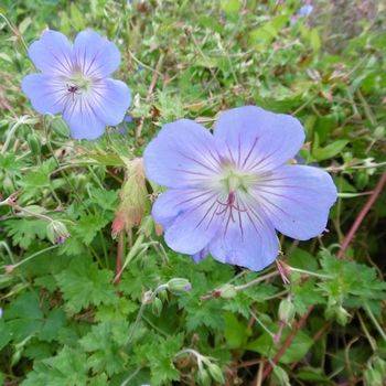 Герань Geranium ‘Azure Rush’