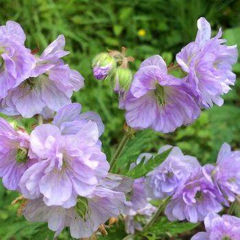 Герань Geranium ‘Cloud Nine’