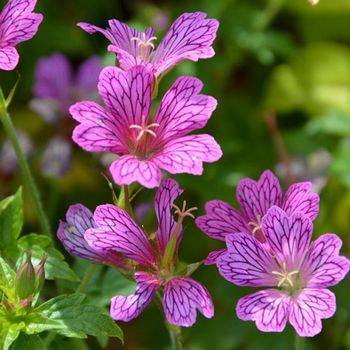 Герань Geranium ‘Foundling’