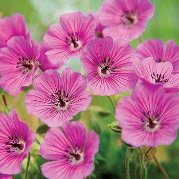 Герань Geranium ‘Pink Penny’