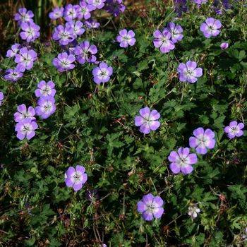 Герань Geranium ‘Sweet Heidy’