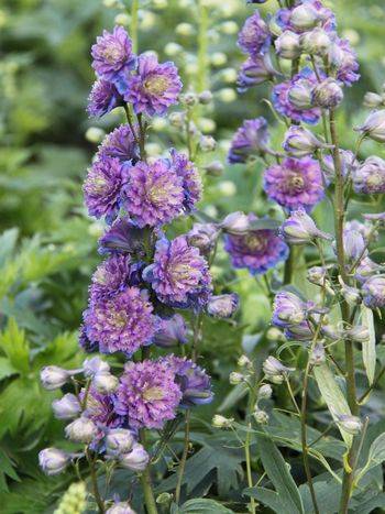 Дельфиниум Delphinium Elatum ‘Blueberry Pie’