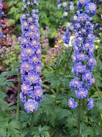 Дельфиниум Delphinium Elatum ‘Bolero’