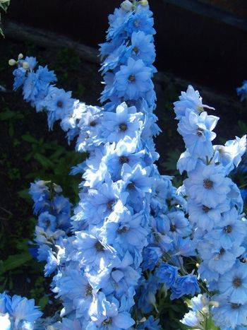 Дельфиниум Delphinium Elatum ‘Darwin’s Blue Indulgence’