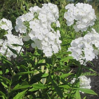 Флокс Phlox paniculata ‘David’