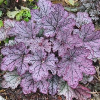 Гейхера Heuchera ‘Spellbound’