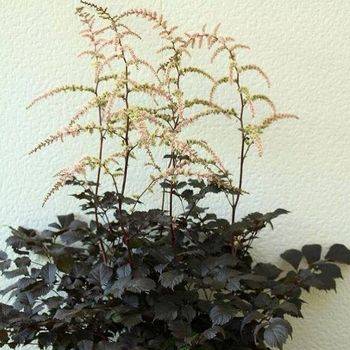 Астильба Astilbe thunbergii ‘Chocolate Shogun’