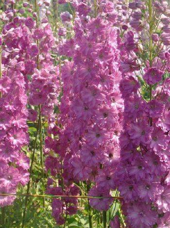 Дельфиниум Delphinium Elatum ‘Darwin’s Pink Indulgence’