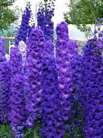 Дельфиниум Delphinium Elatum ‘Indigo Indulgence’