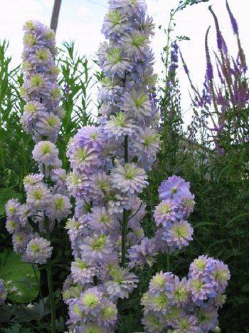 Дельфиниум Delphinium Elatum ‘Moon Light’