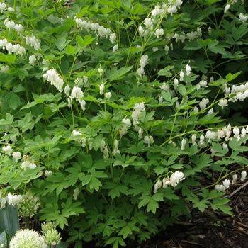 Дицентра Dicentra spectabilis ‘Alba’