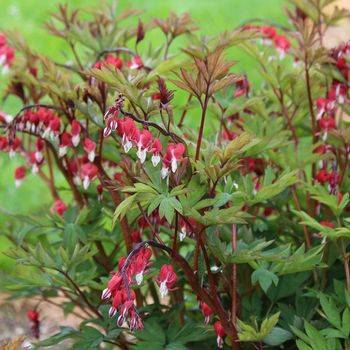 Дицентра Dicentra spectabilis ‘Valentine’