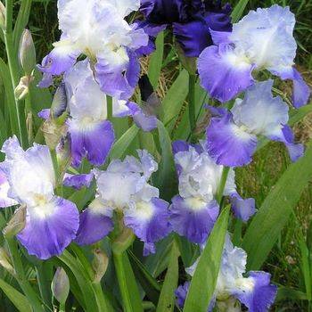 Ирис Iris Germanica ‘Clarence’