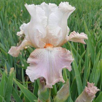 Ирис Iris Germanica ‘Frappe’