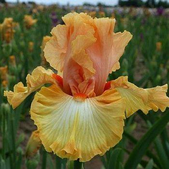 Ирис Iris Germanica ‘Orange Chariot’