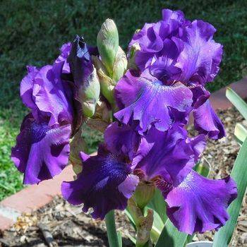 Ирис Iris Germanica ‘Rosalie Figge’