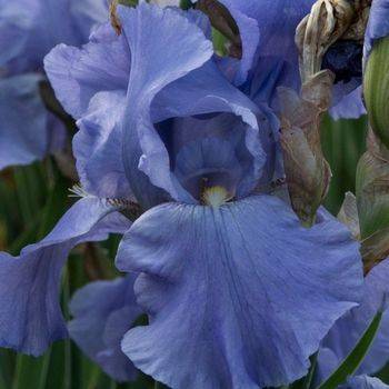 Ирис Iris Germanica ‘Sea Double’