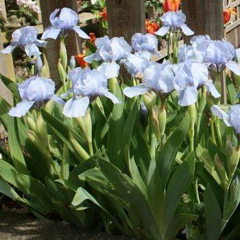 Ирис Iris Pumila ‘Blue Denim’