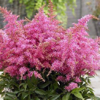 Астильба Astilbe chinensis ‘Raspberry Short n’ Sweet’