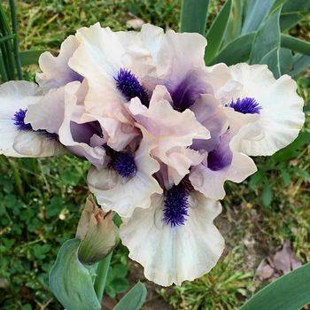 Ирис Iris Pumila ‘Tickety Boo’