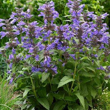 Котовник Nepeta nervosa ‘Neptune’