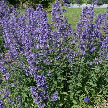 Котовник Nepeta x faassenii ‘Walker’s Low’