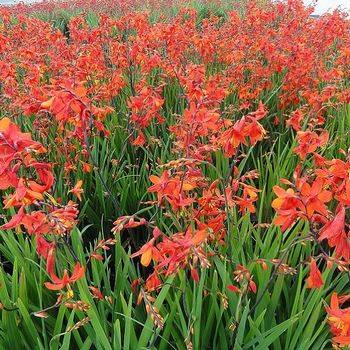 Крокосимя Crocosmia ‘Carmine Brilliant’