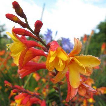 Крокосимя Crocosmia ‘Harlequin’