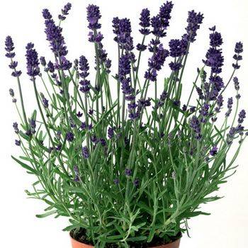 Лаванда Lavandula angustifolia Sentivia® ‘Early Blue’